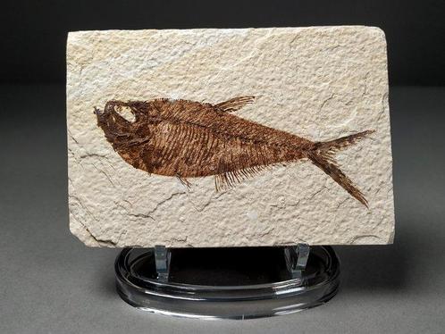 Poisson fossile ressemblant à un hareng sur la matrice, Verzamelen, Mineralen en Fossielen