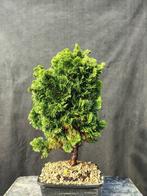 Bonsaï Cyprès du Japon (Chamaecyparis obtusa) - Hauteur