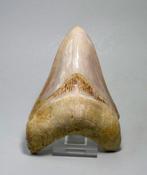 Megalodon - Fossiele tand - Carcharodon megalodon, Collections, Minéraux & Fossiles