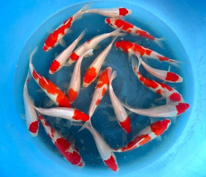 Hirasawa Marusei 28-35cm (Japanse Koi), Jardin & Terrasse, Étangs, Enlèvement ou Envoi