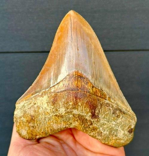 Megalodon - Fossiele tand - 13 cm - 11 cm, Verzamelen, Mineralen en Fossielen