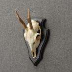 Reebok Schedel Taxidermie Opgezette Dieren By Max, Ophalen of Verzenden, Nieuw, Wild dier, Opgezet dier