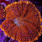 Rhodactis Oranje (Oranje oren) (4 stuks), Dieren en Toebehoren, Vissen | Aquariumvissen