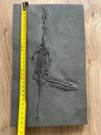 Zeereptiel - Gefossiliseerd dier - Fossil de Keichousaurus -, Verzamelen