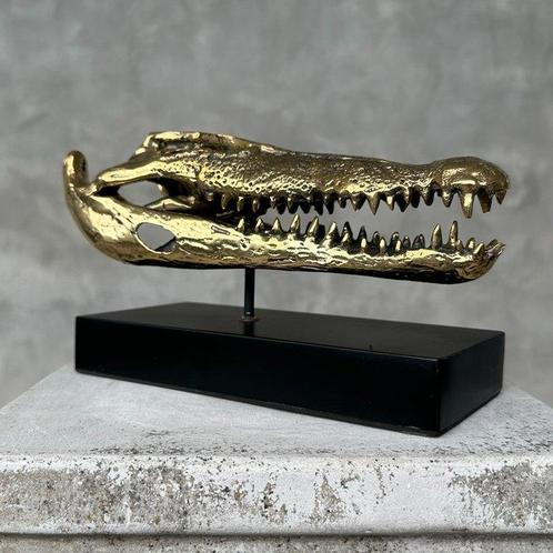Zoutwaterkrokodil Schedel - No Reserve Price - Polished, Verzamelen, Dierenverzamelingen