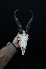 Springbok Crâne - Antidorcas marsupialis - 0 cm - 0 cm - 0, Nieuw