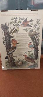 Nozeman & Sepp - Nederlandsche Vogelen - 1829