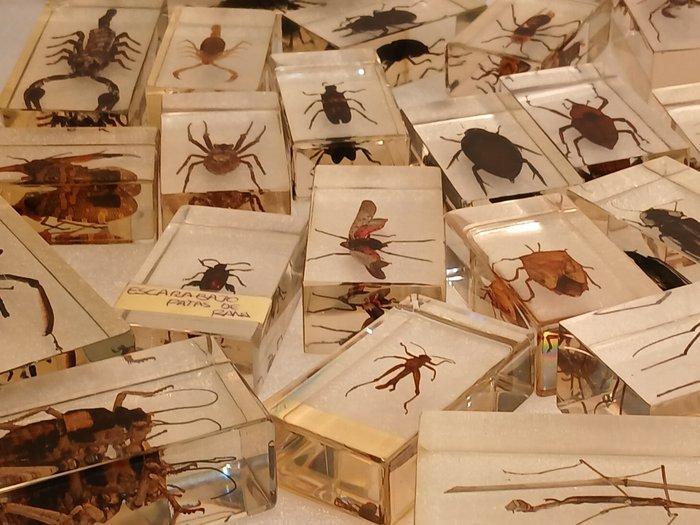 Themacollectie - Volledige lichaam taxidermie, Antiek en Kunst, Antiek | Speelgoed