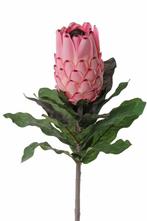 Protea baardsuikerbos 75cm groot, bloem 12cm, zeer exclusief, Huis en Inrichting, Woonaccessoires | Kunstplanten en Kunstbloemen