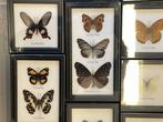 Grote collectie van 28 ingelijste vlinders en insecten, Verzamelen, Nieuw