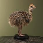 Struisvogel Kuiken Taxidermie Opgezette Dieren By Max, Ophalen of Verzenden, Opgezet dier