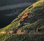 2006 Fritz Haag, Brauneberger Juffer - Moselle Auslese - 3, Nieuw