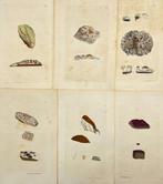 James Sowerby - Set of 10 Botanical Prints - Potentilla, Antiek en Kunst