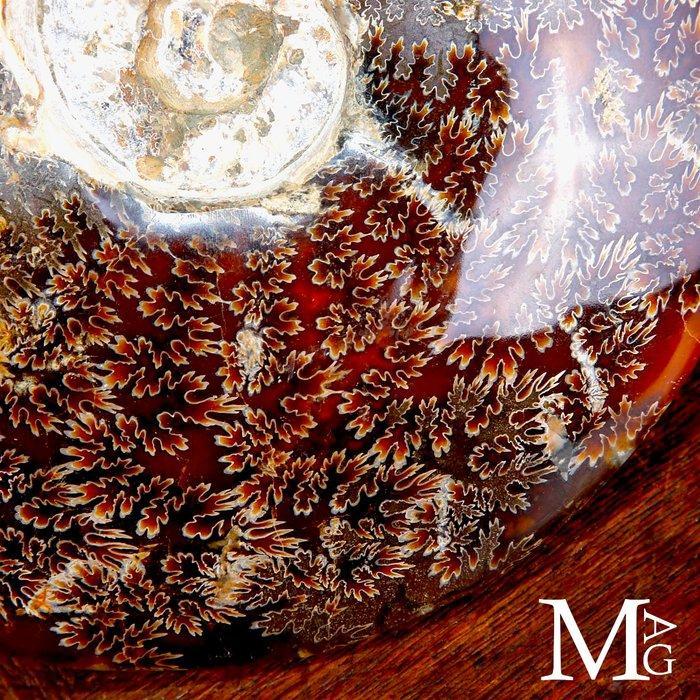 Exclusief Pools Cleoniceras - Fossiel fragment - Fossil, Antiek en Kunst, Curiosa en Brocante