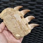 Big fossil mosasaur jaw - Gefossiliseerde kaak - Mosasaurus