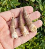Reptile marin - Dents fossiles - Plesiosaurio -Zarafasaura