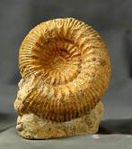 Een mooie ammoniet - Gefossiliseerd dier - Stephanoceras, Verzamelen, Mineralen en Fossielen