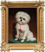Italian school (XIX) - Portrait of a Maltese dog, Antiek en Kunst