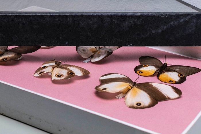 Vlindercollectie - Entomologie - Pink Eyes Owl Taxidermie, Verzamelen, Dierenverzamelingen