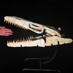 Mosasaurus - Fossiele schedel - Mosasaurus sp. - 40 cm - 55