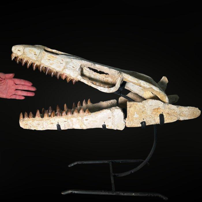 Mosasaurus - Fossiele schedel - Mosasaurus sp. - 40 cm - 55, Collections, Minéraux & Fossiles