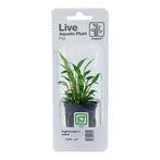 Tropica Cryptocoryne x willisii (easy), Dieren en Toebehoren, Verzenden, Nieuw