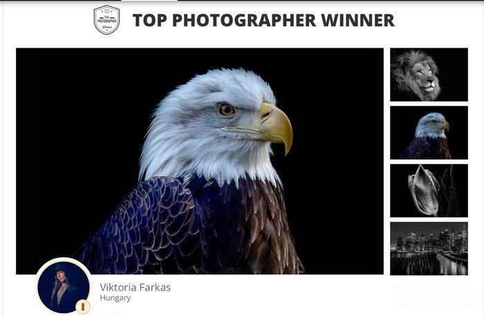 Viktoria Farkas - The Sovereign - Majestic Bald Eagle, Antiek en Kunst, Kunst | Designobjecten