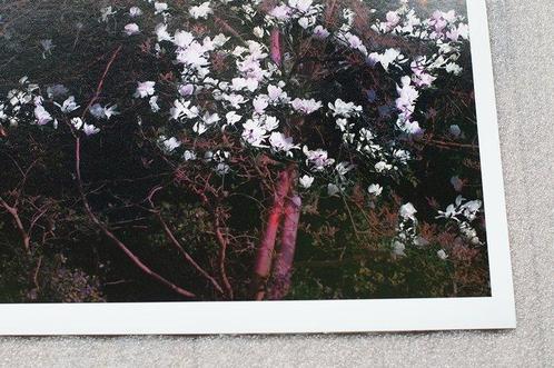 Mariska Karto - Magnolias in sunset, Antiek en Kunst, Kunst | Schilderijen | Modern