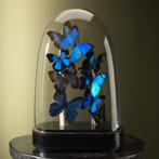 Vlinders in Stolp Taxidermie Opgezette Dieren By Max, Verzamelen, Ophalen of Verzenden, Nieuw, Insect, Opgezet dier