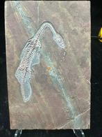 Fossiele plaatmatrix - Keichousaurus sp. - 19 cm - 12.3 cm, Verzamelen