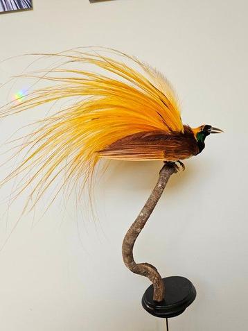 Greater Bird of Paradise Taxidermie volledige montage -