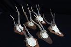 trophées de chevreuil anormaux Crâne - Capreolus capreolus -, Verzamelen, Dierenverzamelingen, Nieuw