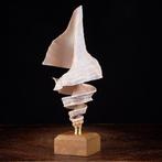 Spirale Di Bellezza Marina - Taxidermie volledige montage -, Nieuw