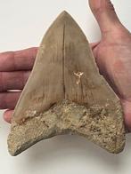 Grote Megalodon tand 14 cm - Fossiele tand - Carcharocles, Verzamelen, Mineralen en Fossielen