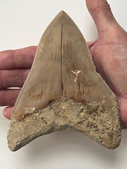 Grote Megalodon tand 14 cm - Fossiele tand - Carcharocles, Verzamelen, Mineralen en Fossielen