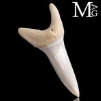 Haai Set tanden - Isurus oxyrinchus - 42 mm - 20 mm - 11 mm-