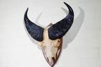 Forest Buffalo Schedel - Syncerus caffer nanus - 18 cm - 66, Collections, Collections Animaux