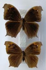 Papillon Peau d’étude - Melanitis leda - 2 Pairs of, Nieuw