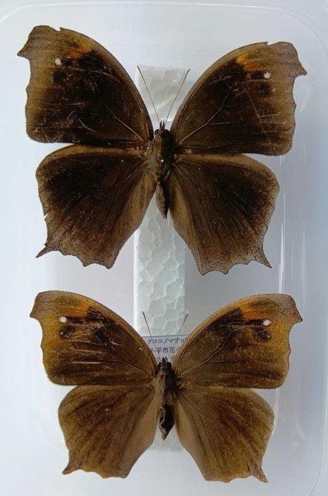 Papillon Peau d’étude - Melanitis leda - 2 Pairs of, Collections, Collections Animaux