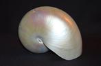 Nautiloïde Coquillage marin - S-106 NAUTILUS POMPILIUS (Sans, Nieuw
