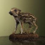 Cochon sauvage Support de corps entier pour taxidermie - Sus, Nieuw