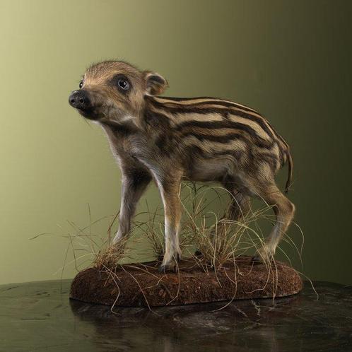 Cochon sauvage Support de corps entier pour taxidermie - Sus, Verzamelen, Dierenverzamelingen