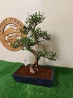Bonsaï Orme Japonais (Zelkova) - Hauteur (arbre) : 50 cm -