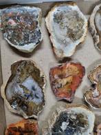 Big Lot HQ dalles de bois pétrifié 9,5 - 5 cm Groupe de