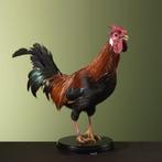 Huishaan Kip Taxidermie Opgezette Dieren By Max, Ophalen of Verzenden, Nieuw, Vogel, Opgezet dier