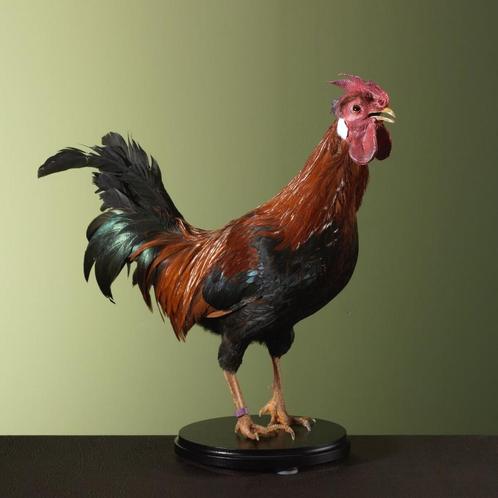 Huishaan Kip Taxidermie Opgezette Dieren By Max, Verzamelen, Dierenverzamelingen, Opgezet dier, Nieuw, Vogel, Ophalen of Verzenden