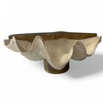 Palourde géante Coquillage marin - Tridacna gigas - with, Nieuw