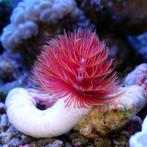 Protula Bispiralis Rood (Rode coco worm), Dieren en Toebehoren, Vogels | Overige Vogels