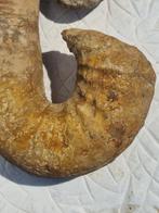 Ammonite - Animal fossilisé - 27 cm, Verzamelen