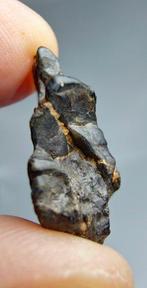 Lodranite Meteoriet. NWA 17904. De meteoriet is een, Verzamelen, Mineralen en Fossielen